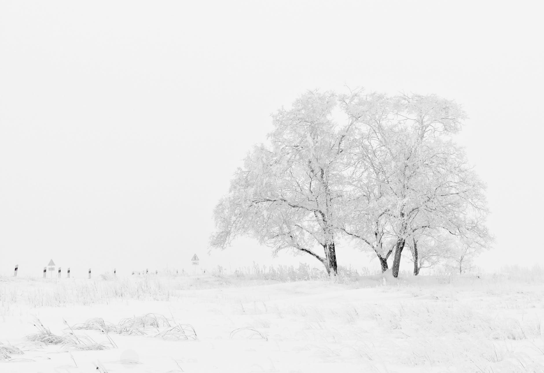 winter-nature-season-trees-66284.jpeg winter-nature-season-trees-66284.jpeg